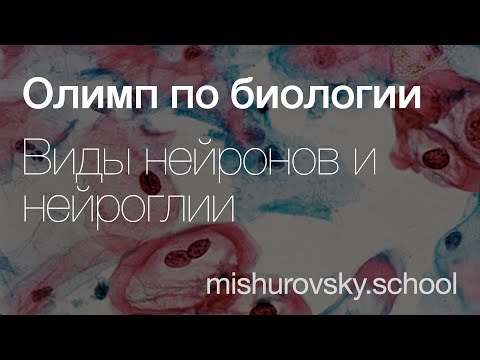Видео: Нейроны и нейроглия | Олимпиадная биология