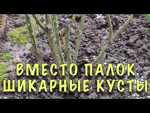 Видео: ВМЕСТО ПАЛОК ШИКАРНЫЕ КУСТЫ! ПЕРВАЯ подкормка РОЗ ПОСЛЕ ЗИМЫ! ОШИБКА из-за которой ПЛОХО РАСТУТ РОЗЫ
