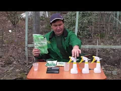 Видео: Лучшее средство от мха и лишайников на деревьях. Тестируем лично