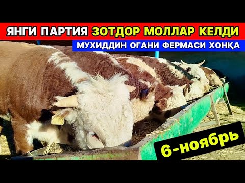 Видео: МУХИДДИН ОҒАНИ ФЕРМАСИ ЯНГИ ПАРТИЯ ЗОТДОР МОЛЛАР КЕЛДИ ХОНҚА ОЛАЖА 6-ноября 2025 г.