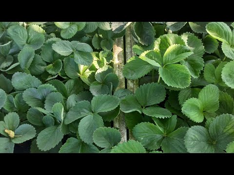 Видео: Розсада полуниці.Перші відправки.