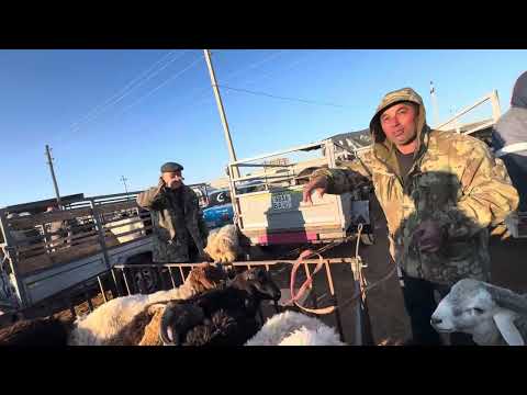 Видео: богот туман кучкор бозор 1 ксм