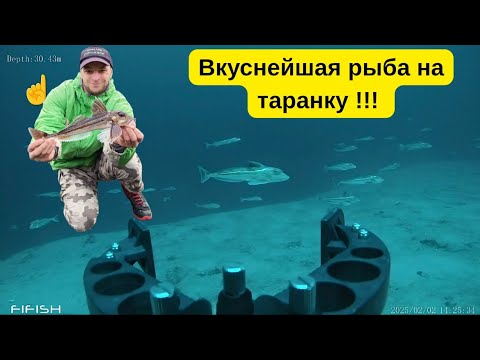 Видео: Глубина 30 + м.  Снял, где обитает рыба для вкуснейшей таранки . Норвегия под водой 
