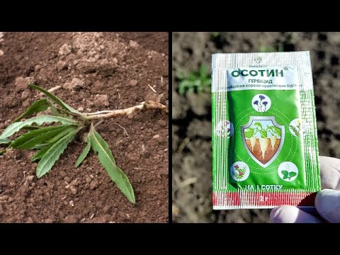 Видео: 🌱👍КАК ПОБОРОТЬ ОСОТ НА ОГОРОДЕ