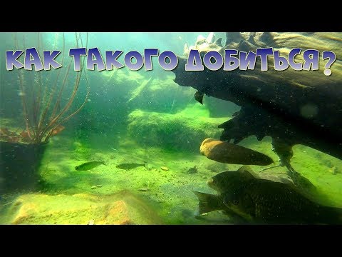 Видео: ПРОЗРАЧНАЯ ВОДА В ВАШЕМ ВОДОËМЕ, ОЧЕНЬ ПРОСТО!!!. ЭФФЕКТИВНЫЙ ПРЕПАРАТ ДЛЯ УСТРАНЕНИЯ МУТИ.
