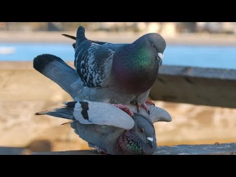 Видео: ПРОВАЛ в Голубевостве при спаривание голубеи