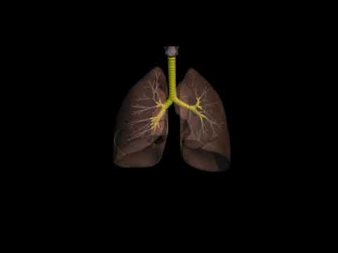 Видео: Органы дыхания человека