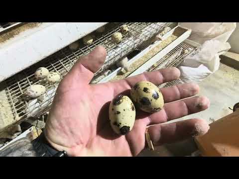 Видео: Выгодно ли держать перепелов при таких ценах на корма?