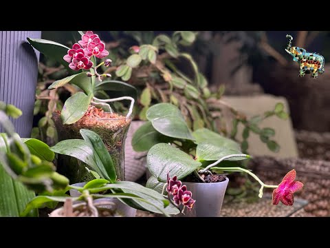 Видео: Обустраиваю столик с коллекционными орхидеями mituo, новые роспуски орхидей😍🤗 #orchid #phal #mituo