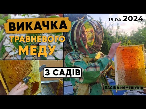Видео: Весняний мед з садів! Викачка першого меду! Який результат?