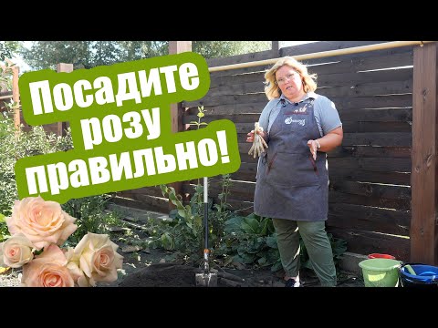 Видео: Как сажать розу осенью? Простые правила посадки роз