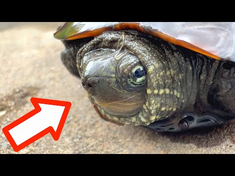 Видео: Мы собрали вонючих черепах, гигантских моллюсков и мелких рыб, обитающих в японских реках.
