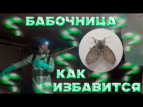 Видео: Как избавиться от бабочницы в квартире и подвале