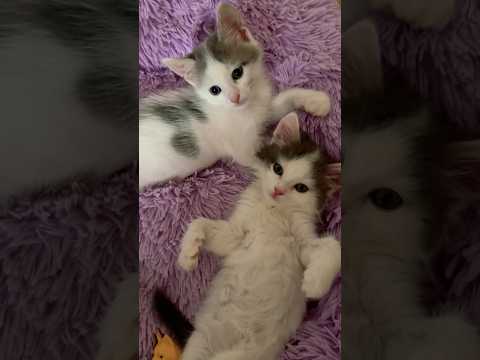 Видео: #cat #catlover #music #funnycats #kitten #котики #кошенята #кошеня