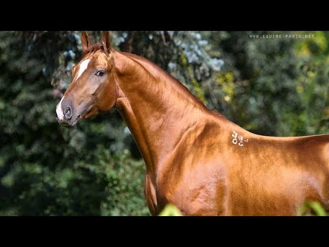 Видео: Дончак кунан сатууга чыкты.