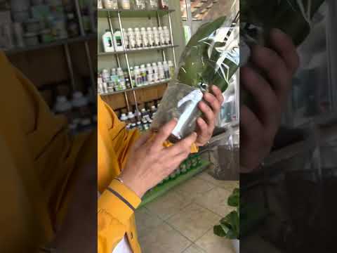 Видео: Орхидея гулини уй щароитида парварищ орхидеяни гуллатищ ва дорилари