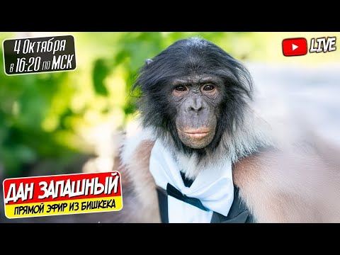 Видео: 🔴 Стрим из Цирка Бишкека с Даном Запашным и Шимпанзе Боней
