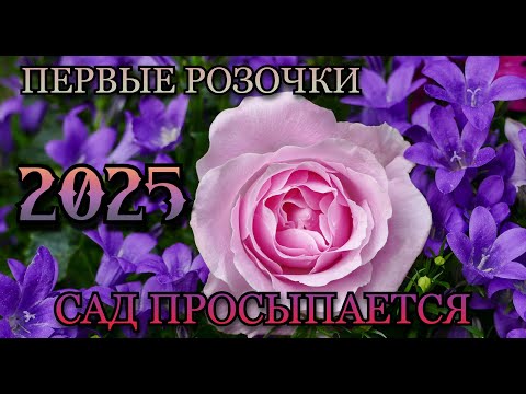 Видео: Сад просыпается🌹 Открытие первых роз 2025♥️🌹