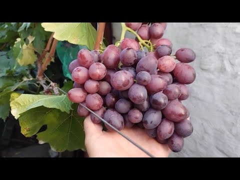 Видео: Червона троянда США на 17 вересня 2025 р.