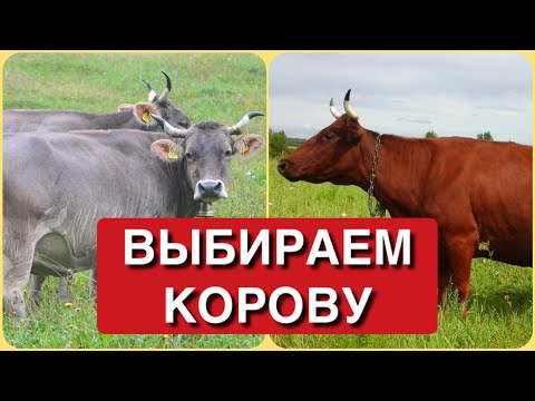 Видео: ВЫБОР КОРОВЫ 🐂🐂🐂 тонкости и нюансы ⚠️СМОТРЕТЬ ДО КОНЦА!