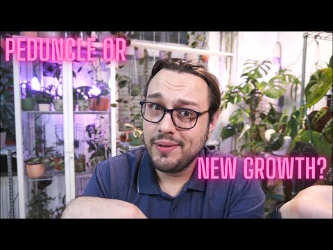 Видео: Как отличить цветонос хойи от нового прироста?