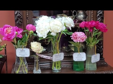 Видео: Пионовый фест 2024