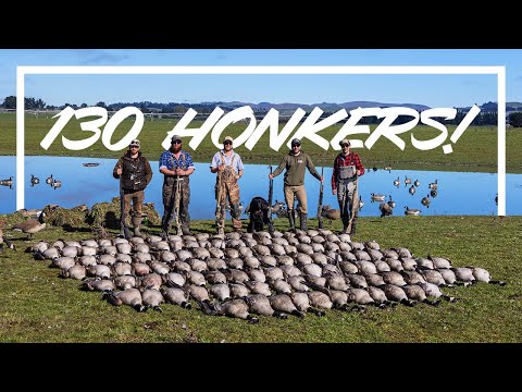 Видео: 6 РУЖЕЙ, 130 ГУСЕЙ ПОПАЛО! Охота на новозеландских гусей
