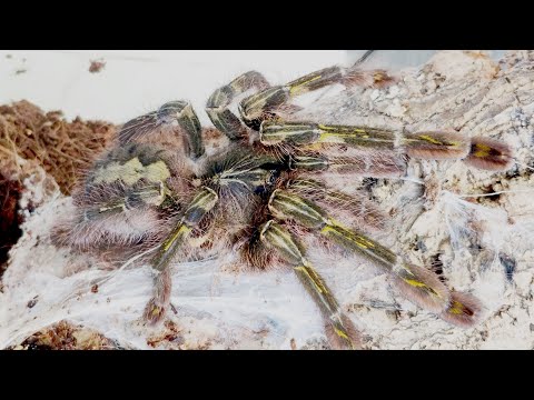 Видео: Разводим ядовитого, красивого и большого паука птицееда. Пецилки.