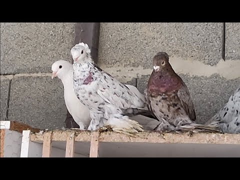 Видео: Бойние голуби. В гостях у Антона. 20.01.24 Грузия. Тбилиси