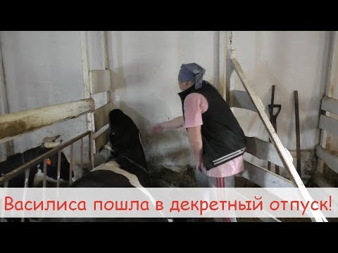 Видео: Запуск коровы/Консервация вымени/Начало сухостойного периода