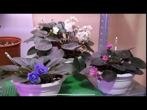 Видео: 🌺Новый Сезон 2024 г🌺 Обзор Фиалок🌺