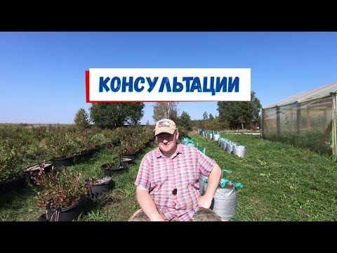 Видео: Консультации по голубике