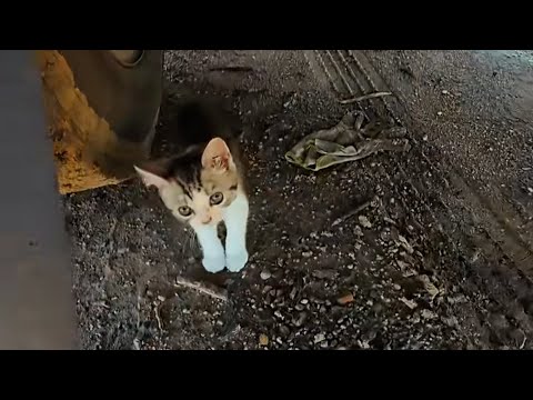 Видео: Вы собираетесь уехать?Не могли бы вы взять меня с собой домой?