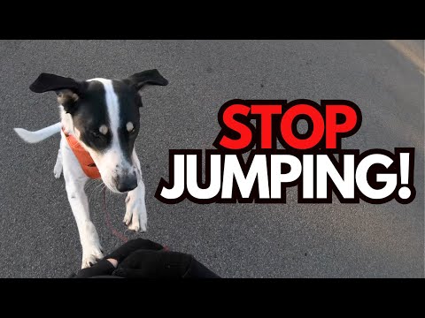 Видео: Как я отучил Луи ПЕРЕСТАТЬ ПРЫГАТЬ на меня (Посмотрите на это преображение!)