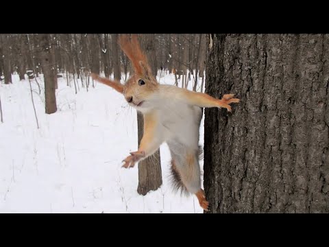Видео: Ловлю белок. Рыжих злодеев / Catching squirrels