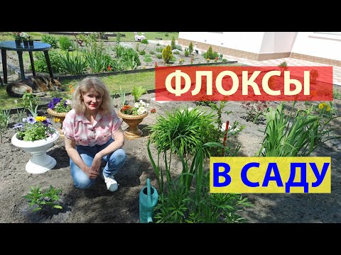 Видео: Как сажать флоксы