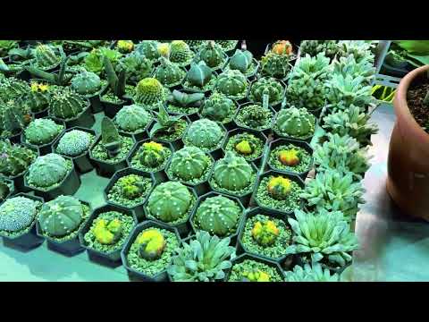 Видео: Рынок орхидей в Тайване | самый большой FLOWER MARKET in Taiwan