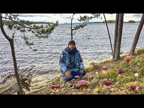 Видео: ТИХАЯ ОХОТА НА НЕОБИТАЕМОМ ОСТРОВЕ! БОРОВИКИ ПОЛЗУТ ПО СКЛОНАМ | НЕТРОНУТЫЕ ХОЛМЫ КАРЕЛИИ