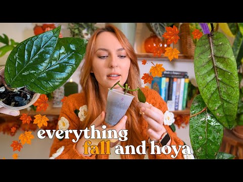 Видео: Новые приобретения хойи, переходы/пересадки и разговоры об осени 🍁