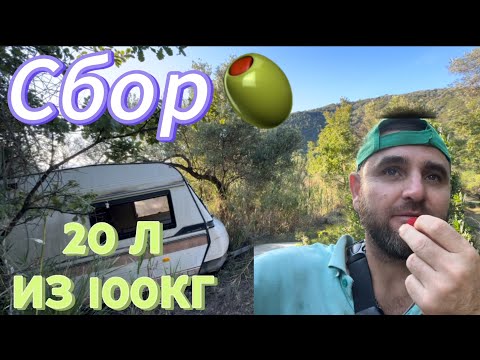 Видео: Как собирают оливки второго сорта.