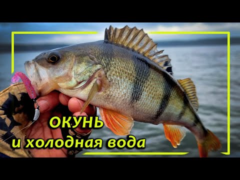 Видео: Окунь и холодная вода| Окунь в ноябре| Окунь на ультралайт| ультралайт