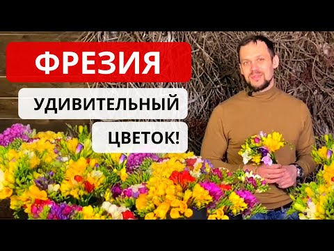 Видео: ФРЕЗИЯ ВО ФЛОРИСТИКЕ! Виды и сезон фрезии. Стойкость фрезии. Как выбрать качественную фрезию.