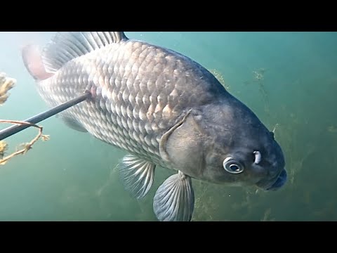 Видео: ЩУКА и трофейный КАРАСЬ 2.300кг подводная охота на Бухтарминском водохранилище. SPEARFISHING