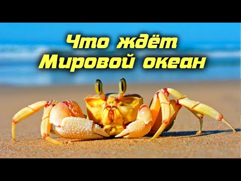 Видео: Вымирание морских животных, переселение краба и горбуши, плавучие свалки. Что ждет Мировой океан?