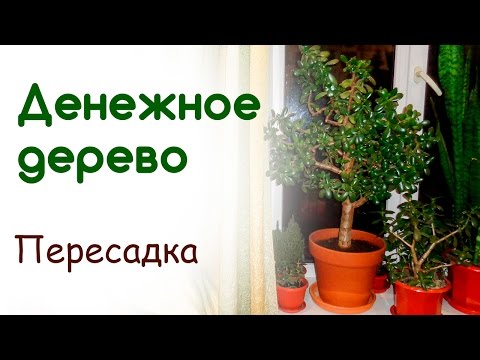 Видео: Пересадка денежного дерева (толстянки). Формирование кроны