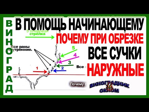 Видео: 🍇 Не соблюдая  это правило обрезки даже не думайте об урожае. Школа виноградаря. Часть № 11.