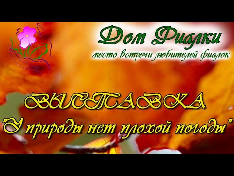 Видео: Обзор выставки У природы нет плохой погоды-2024 группы Московская Фиалка в Доме Фиалки 15-25.11.2024