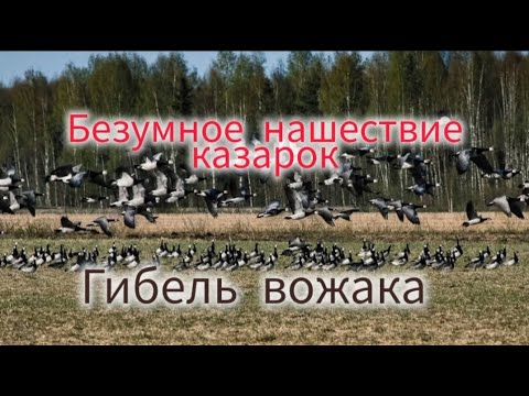 Видео: Безумное нашествие казарок. Гибель вожака.