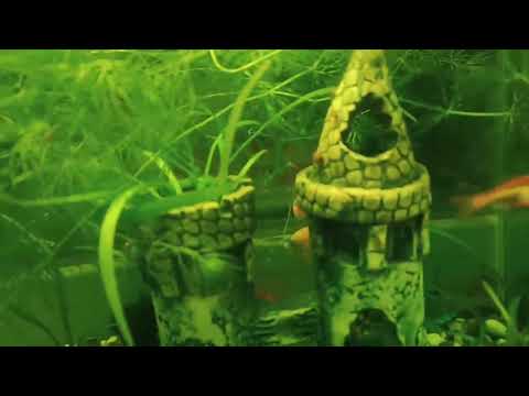 Видео: Пересадил молинезию в аквариум побольше, поставил отсадник и посадил туда гуппи.