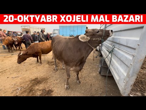 Видео: 20-ОКТЯБРЬ ХОЖЕЛИ МАЛ БАЗАРЫ/СКОТНЫЙ РЫНОК/BUQALAR/BIGGEST BULLS IN THE WORLD/BIGG BULLS.